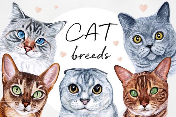 Watercolor 15 Cats Breeds Illustrations